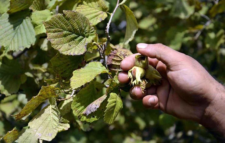 قطب فندق بی‌بهره از صنایع تبدیلی/ فندق میوه‌ای با ۲۰ اسید آمینه ضروری
